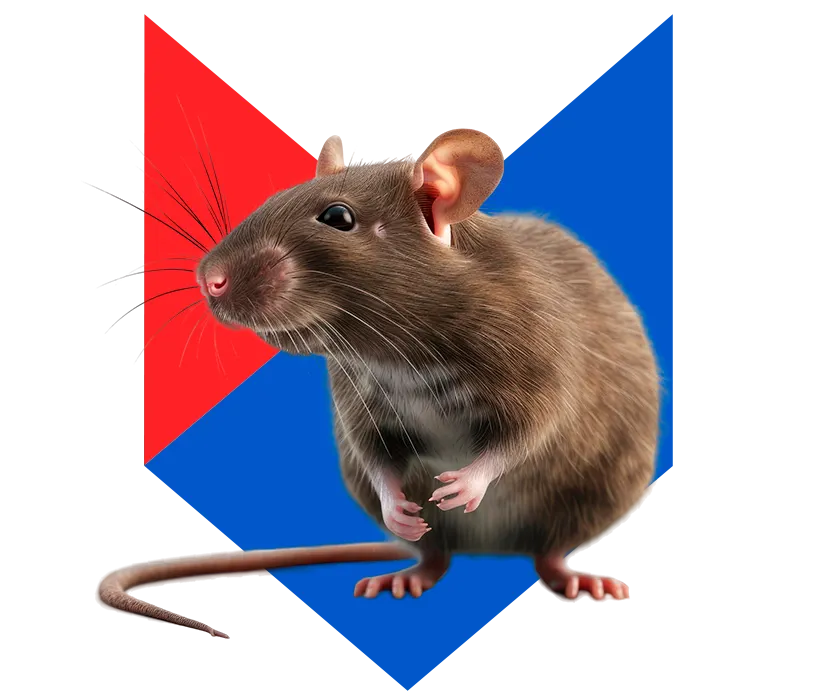 Крыса