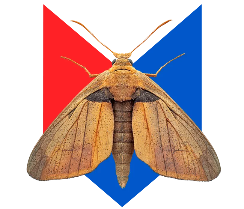 Моль Моль